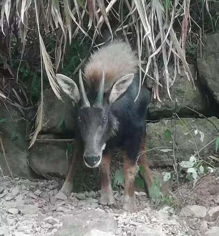 四不像正版與正版四不像鳳凰，一場關(guān)于版權(quán)的思辨之旅，版權(quán)思辨之旅，四不像正版與鳳凰之爭的探討