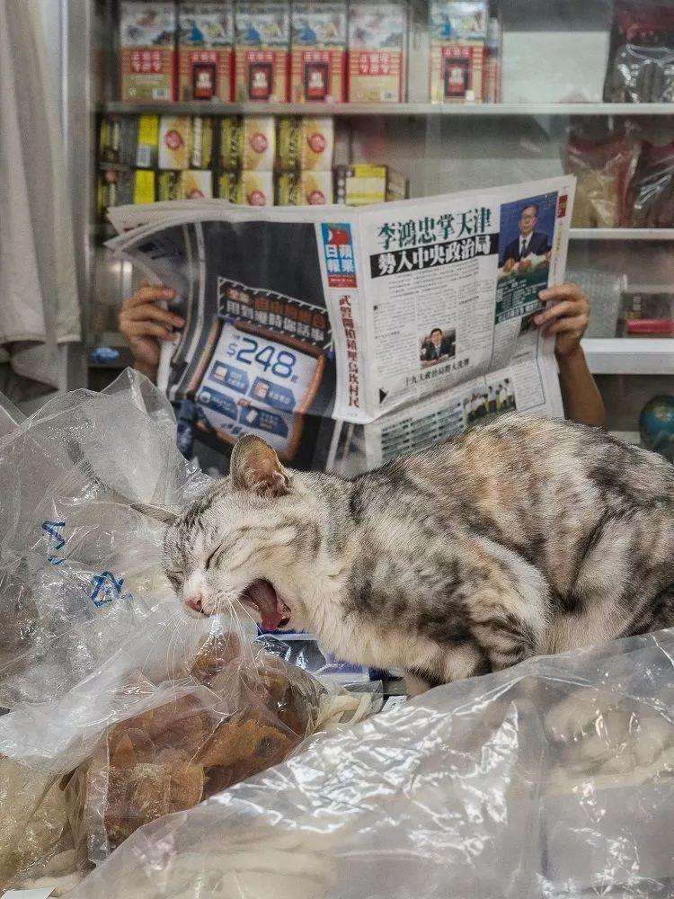香港馬資料更新最前沿，香港馬匹資料最新更新
